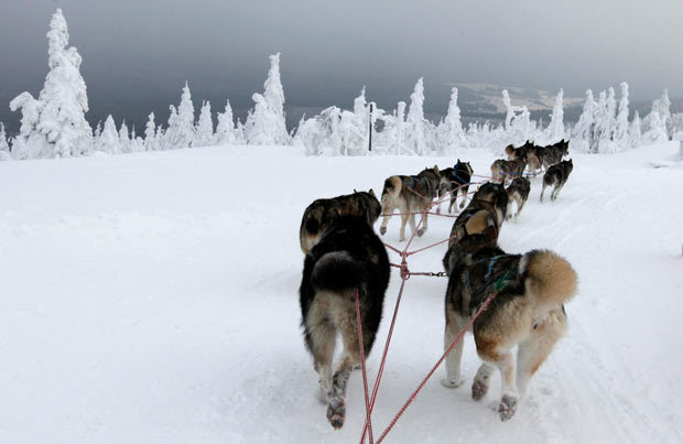 探秘世界最艰苦雪橇犬大赛