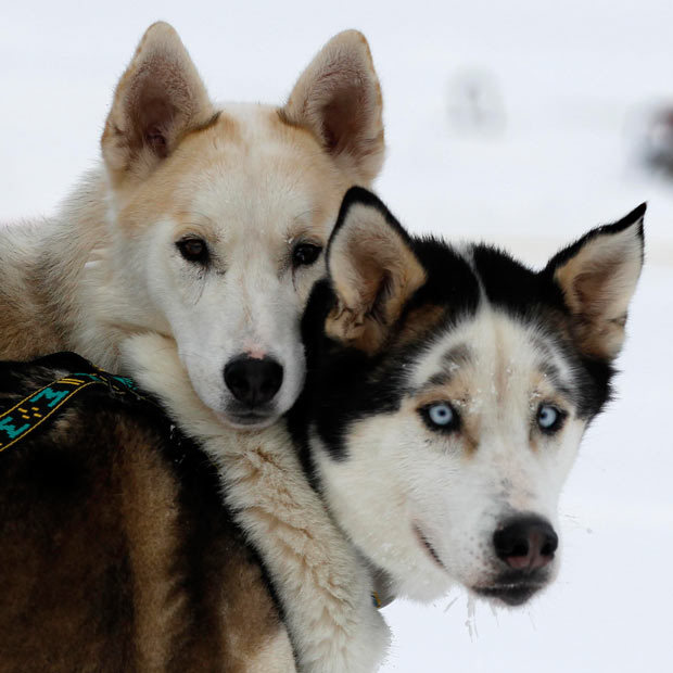 探秘世界最艰苦雪橇犬大赛