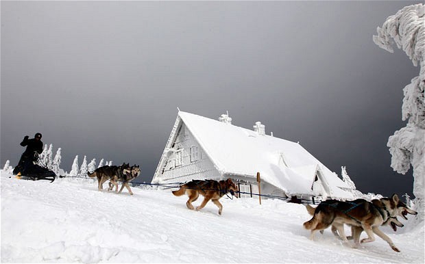 探秘世界最艰苦雪橇犬大赛