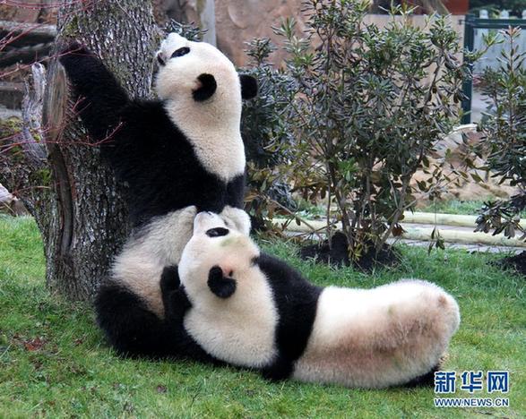 中国大熊猫