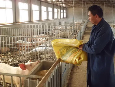 在“床”上养猪 胶南市特色养殖带动农民增收近亿元