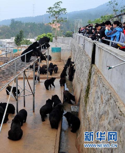 “活熊取胆”该达成什么样的共识
