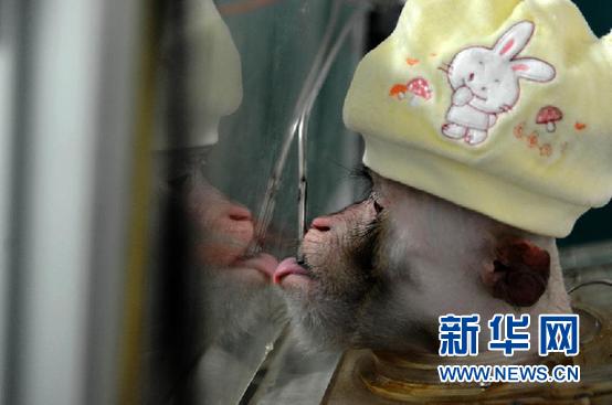中国科学家实现猴子大脑信号“遥控”机械手