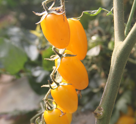 昆明东川成功试种太空诱变彩色蕃茄