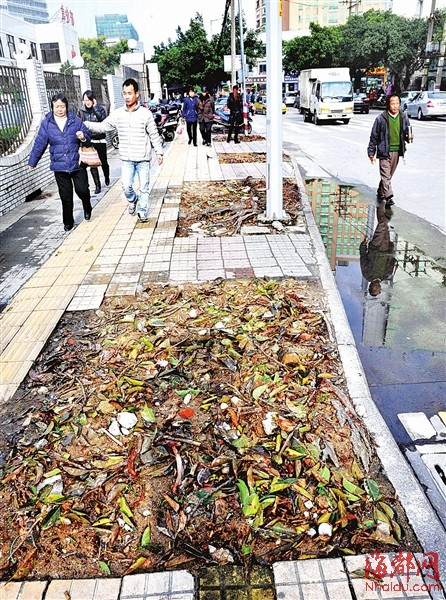 福州四大公园各有赏花看点 加快道路绿化建设脚步