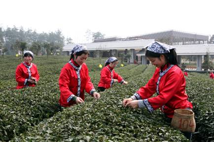 第三届中国采茶节蒲江盛大开幕