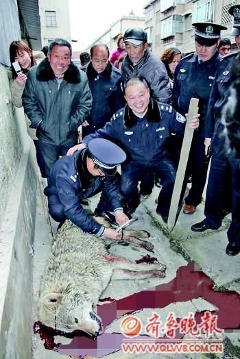 山东枣庄连发五起狼伤人事件 警方追20公里毙狼