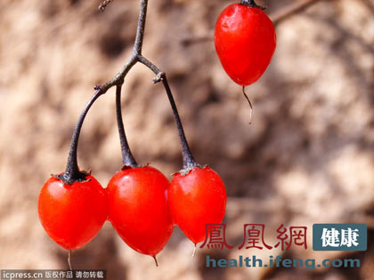 枸杞功效多 这样吃效果翻倍