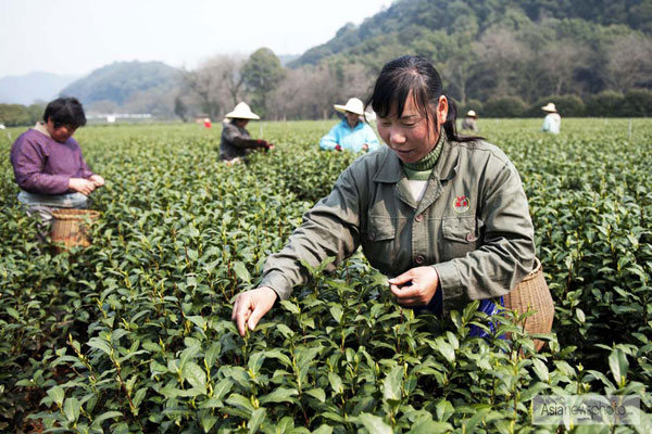浙江杭州开采头茬西湖龙井新茶