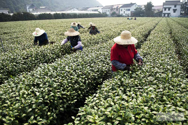 浙江杭州开采头茬西湖龙井新茶