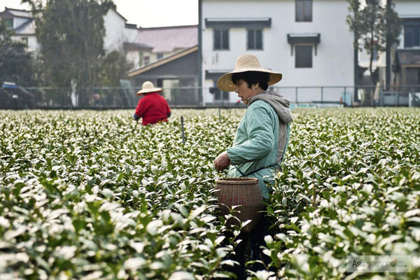 浙江杭州开采头茬西湖龙井新茶