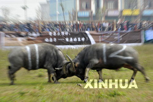 壮乡斗牛 精彩纷呈