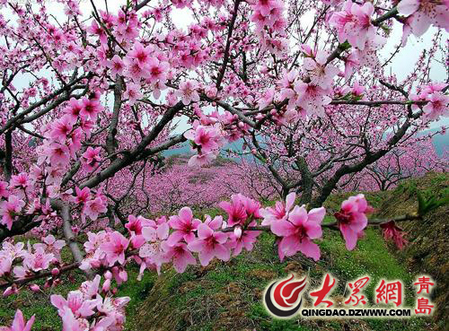 万亩桃花山