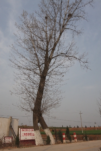 河南西峡发现“情侣树”（图）