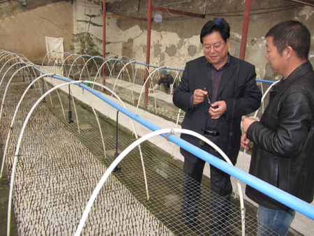 察县榛子硬枝条钎插获成功