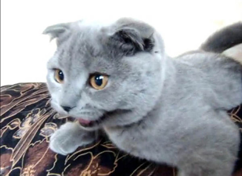 世界上最可爱猫咪