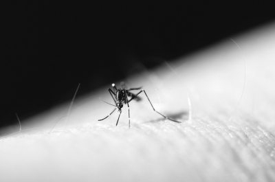 拍死吸血蚊子可致真菌感染丢命 专家：还是要拍