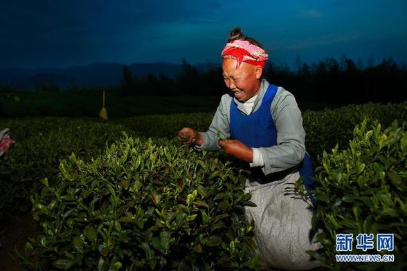 实拍茶乡“淘金”忙