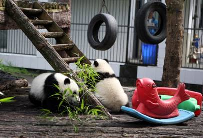 佳能中国大熊猫保护项目“影像•旷野寻踪”正式启动