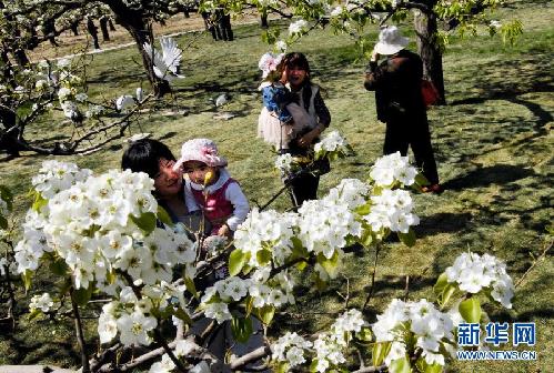 留住这春色——一起踏上全球“追花之旅”