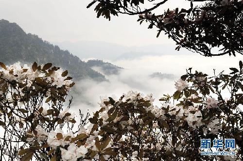 留住这春色——一起踏上全球“追花之旅”