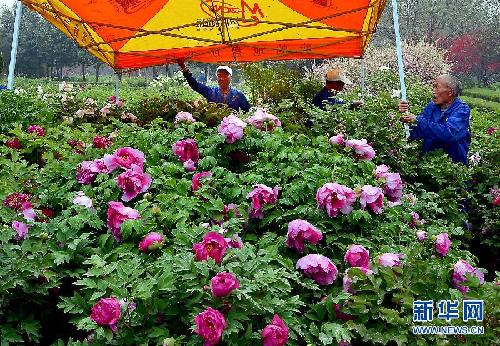 留住这春色——一起踏上全球“追花之旅”