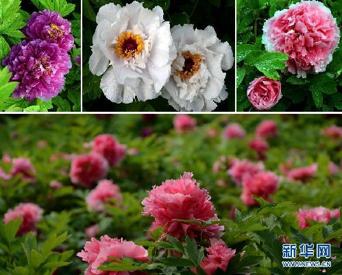 留住这春色——一起踏上全球“追花之旅”