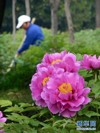 留住这春色——一起踏上全球“追花之旅”
