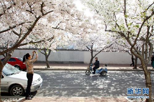 留住这春色——一起踏上全球“追花之旅”