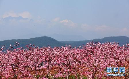留住这春色——一起踏上全球“追花之旅”