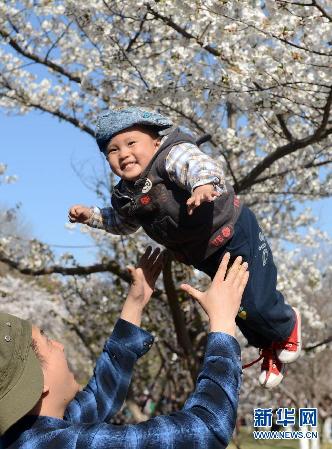 留住这春色——一起踏上全球“追花之旅”