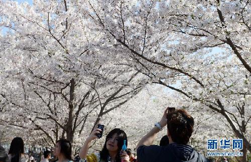 留住这春色——一起踏上全球“追花之旅”