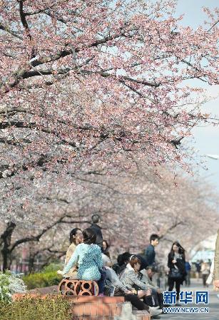 留住这春色——一起踏上全球“追花之旅”