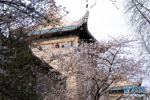 留住这春色——一起踏上全球“追花之旅”