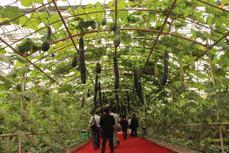 100余项世界前沿农业新成果亮相寿光蔬菜博览会