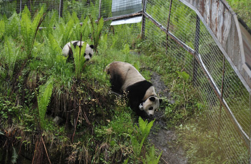 卧龙大熊猫野化培训二期项目进入第三阶段