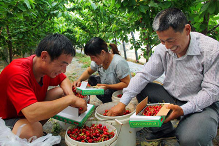 安徽砀山：大棚樱桃80元一公斤卖的火