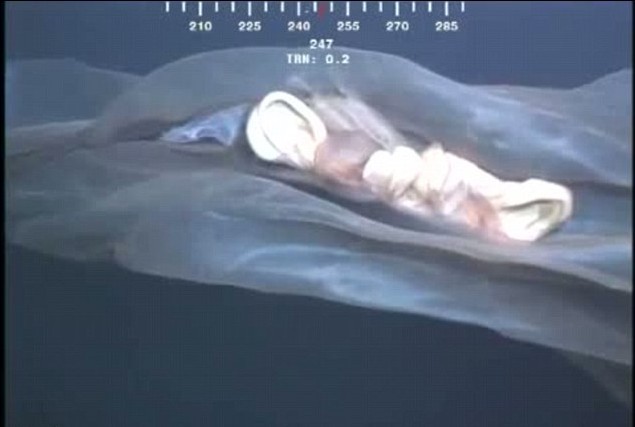 深海摄像机拍到神秘不明物体 或为未知海洋生物