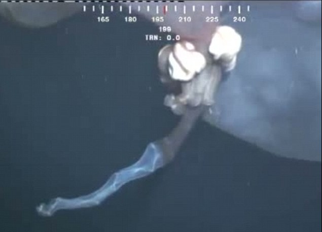 深海摄像机拍到神秘不明物体 或为未知海洋生物