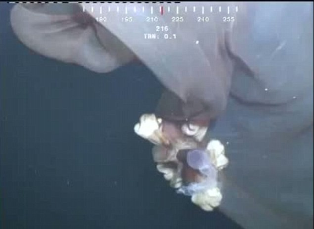 深海摄像机拍到神秘不明物体 或为未知海洋生物
