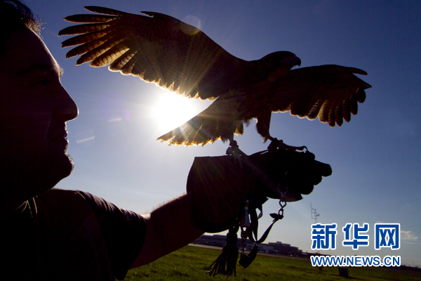 巴西：猎鹰驱赶飞鸟 保障航班安全起降(图)