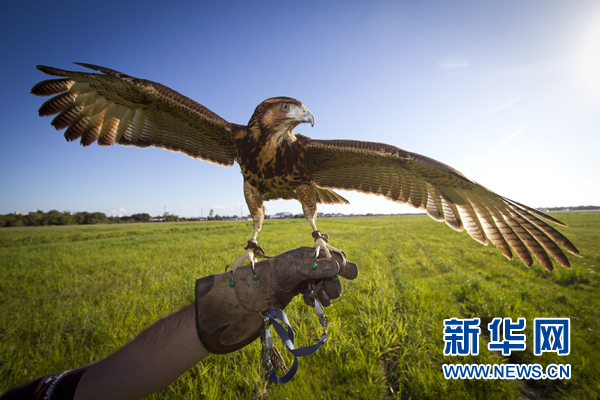 巴西：猎鹰驱赶飞鸟 保障航班安全起降(图)