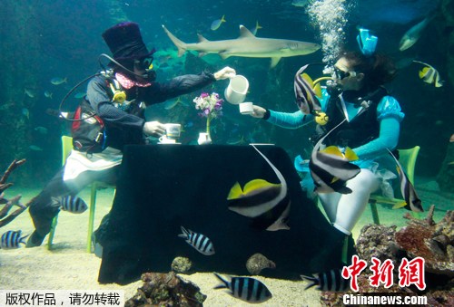 悉尼水族馆潜水员水下同饮“下午茶”