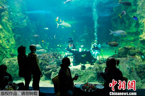 悉尼水族馆潜水员水下同饮“下午茶”