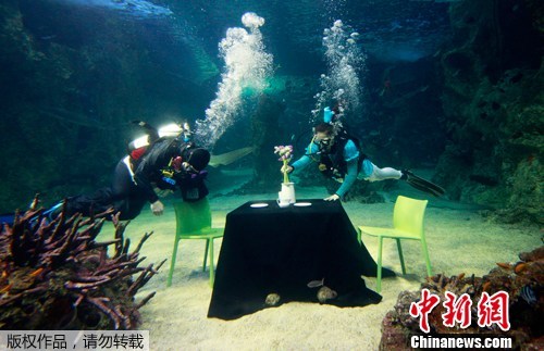 悉尼水族馆潜水员水下同饮“下午茶”