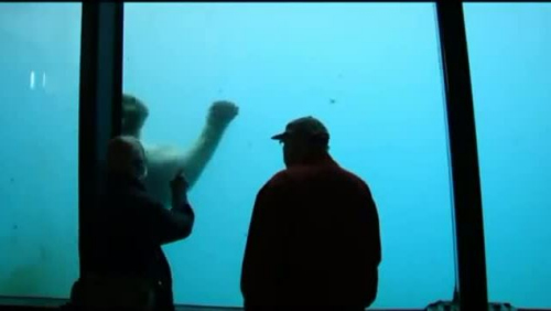 北极熊玩游戏扔石头砸裂玻璃 游客受惊吓(图)