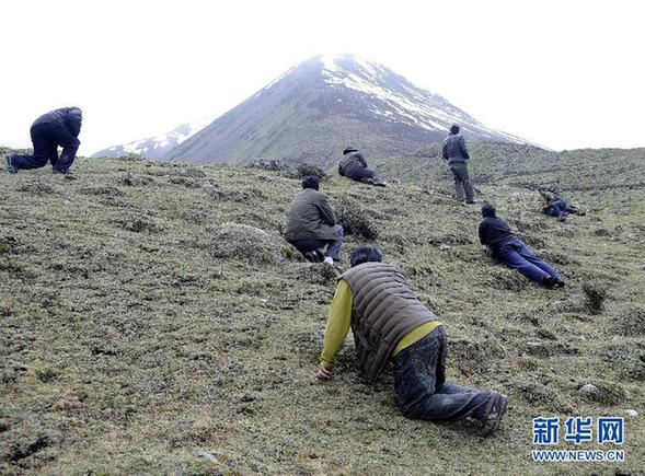 实拍藏民挖掘冬虫夏草过程