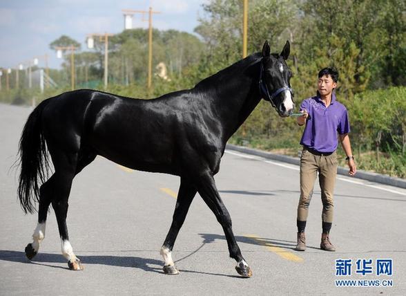 见识一下价值200万元的“汗血宝马”