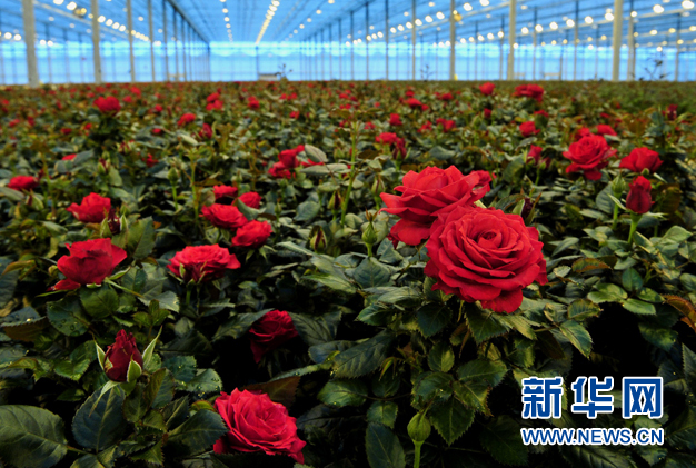 有机农业：科技时代的田园梦(组图)
