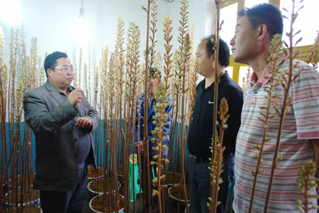 北京市昌平区科学技术委员会到彝良考察天麻产业
